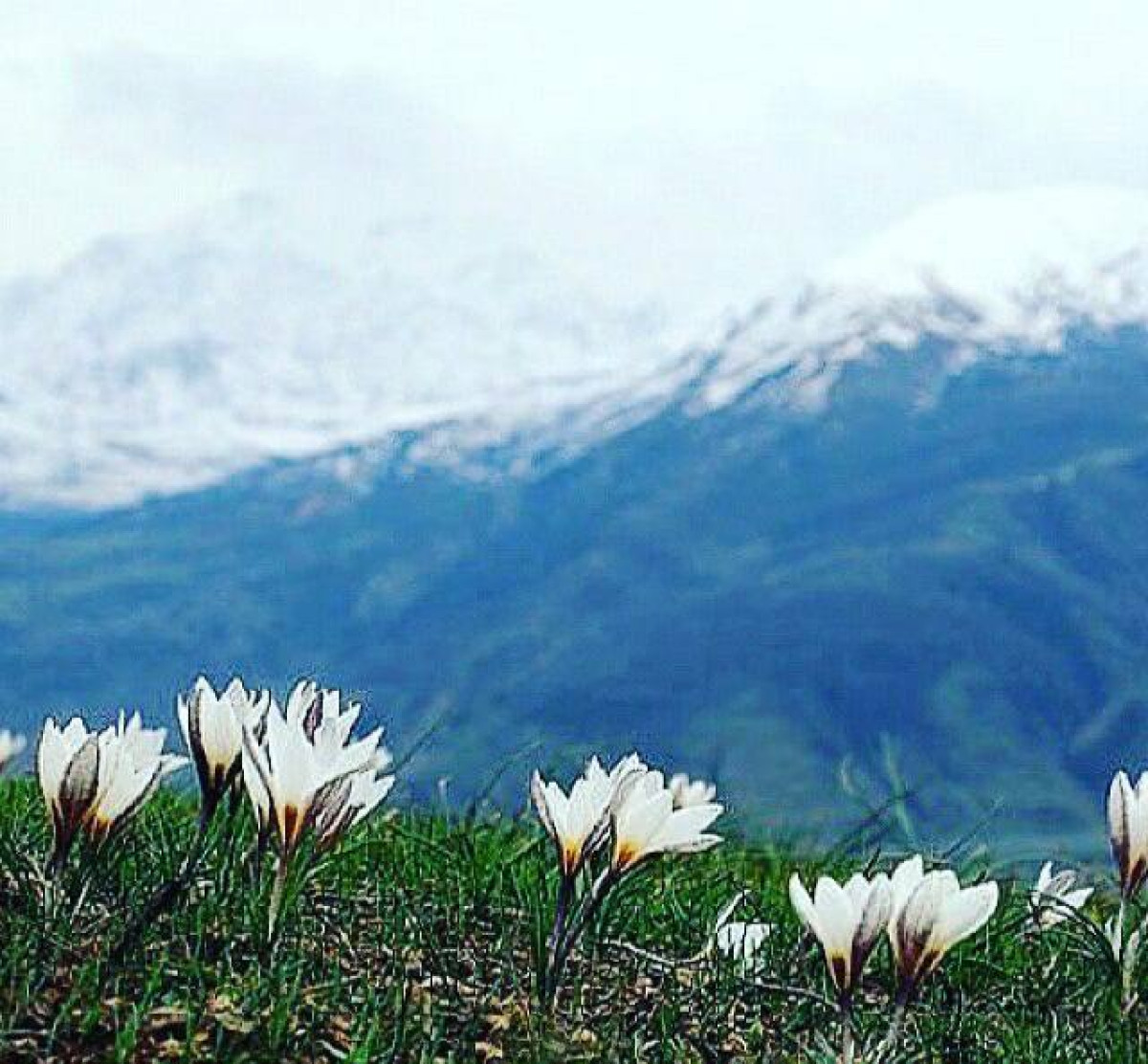 Алатауские подснежники алматы. Тюльпан горный Тянь-Шань. Горные тюльпаны Тянь Шаня. Подснежник Тянь Шаня. Киргизия горы Тянь-Шань.